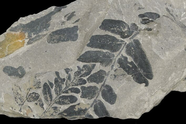Pennsylvanian Fossil Fern (Neuropteris) Plate - Kentucky #126239